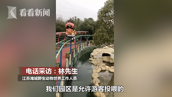 最貴投喂！游客誤將iPhone當蘋果投喂棕熊